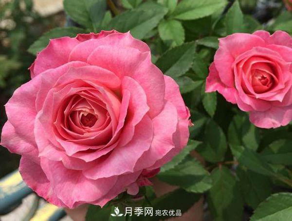 推薦適合夏天養(yǎng)的5種月季花，花量大不怕曬(圖4)