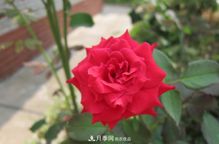夏天月季花小又不香，5種情況看一看，您家屬于哪一種？(圖2)