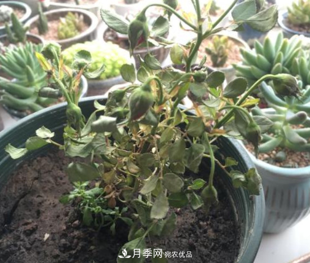 夏天月季花小又不香，5種情況看一看，您家屬于哪一種？(圖4)