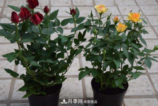 夏天月季花小又不香，5種情況看一看，您家屬于哪一種？(圖5)