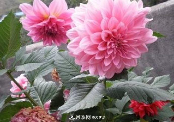 甘肅省種植月季花也能年入800萬？生意經(jīng)全在這(圖1)