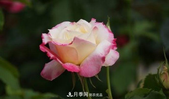 甘肅省種植月季花也能年入800萬？生意經(jīng)全在這(圖2)