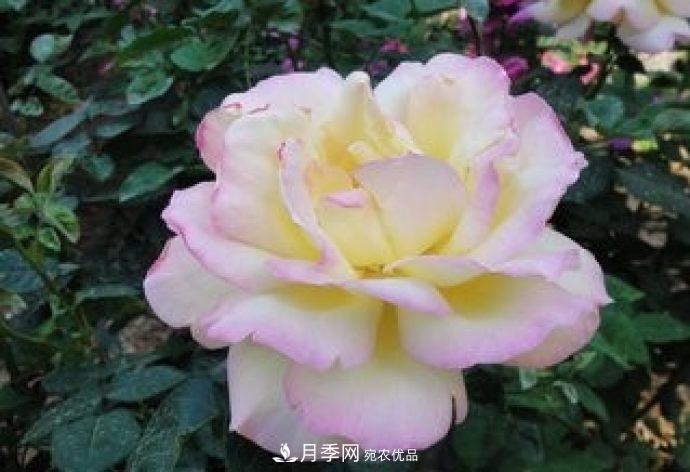 甘肅省種植月季花也能年入800萬？生意經(jīng)全在這(圖3)