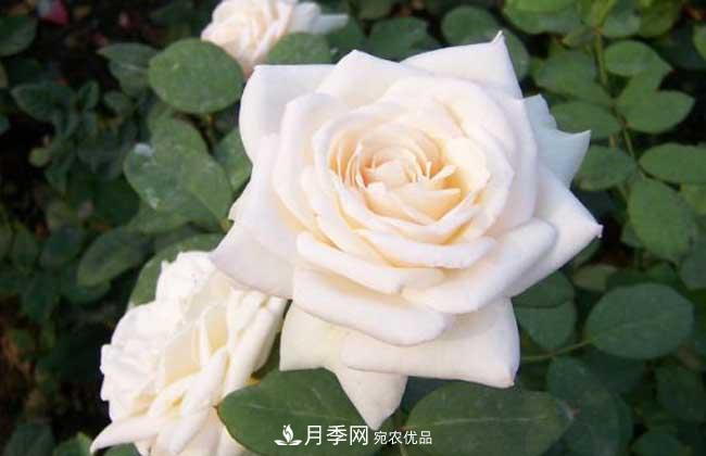大花月季主要有哪些花色和品種？(圖2)