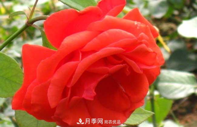 大花月季主要有哪些花色和品種？(圖4)