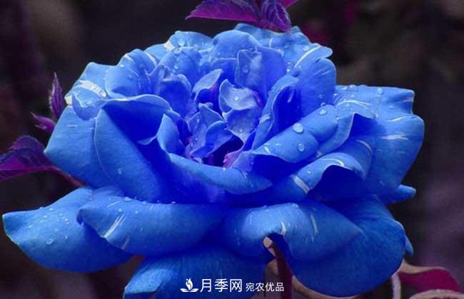 大花月季主要有哪些花色和品種？(圖5)