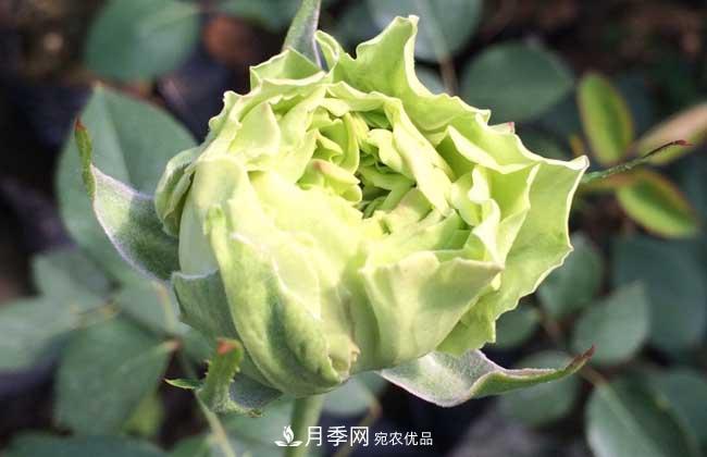 大花月季主要有哪些花色和品種？(圖7)
