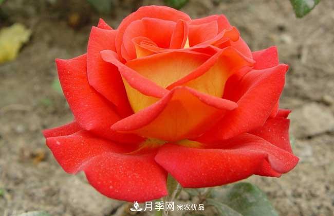 大花月季主要有哪些花色和品種？(圖8)