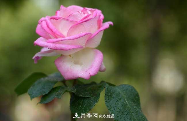 大花月季主要有哪些花色和品種？(圖9)