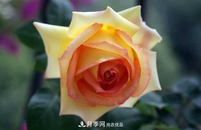 大花月季主要有哪些花色和品種？(圖10)