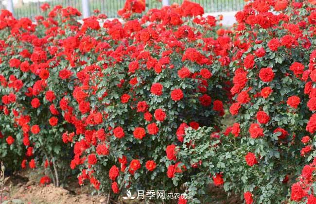 月季網(wǎng)寶典，藤本月季養(yǎng)殖養(yǎng)護(hù)方法(圖3)