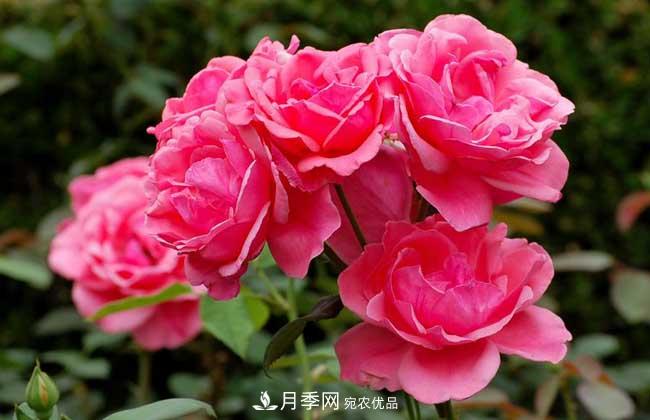 豐花月季有哪些經(jīng)典品種？(圖1)