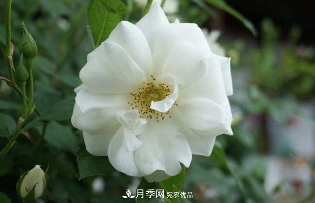 豐花月季有哪些經(jīng)典品種？(圖2)