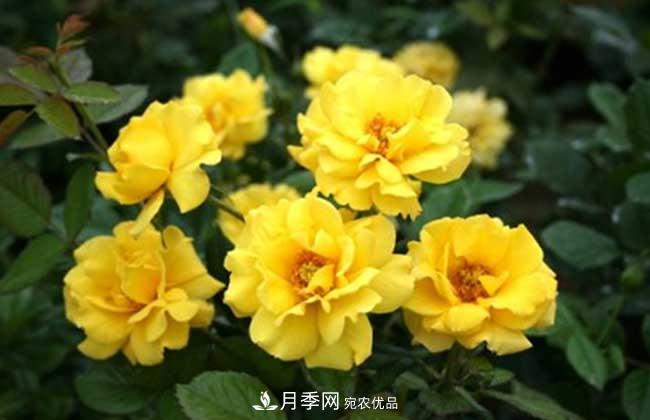 豐花月季有哪些經(jīng)典品種？(圖3)