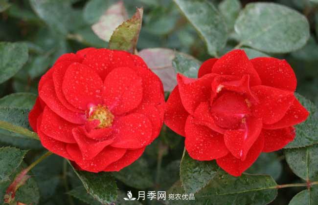 豐花月季有哪些經(jīng)典品種？(圖4)