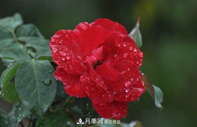 豐花月季有哪些經(jīng)典品種？(圖5)