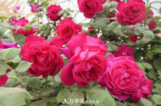 月季網(wǎng)寶典，盆栽月季養(yǎng)護(hù)知識(shí)大全(圖2)