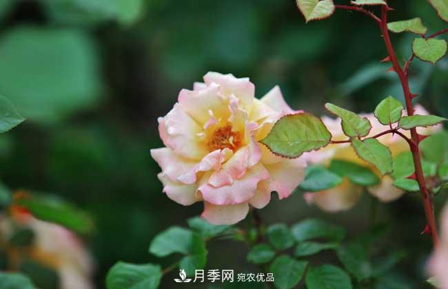 什么樹(shù)可以嫁接月季？南陽(yáng)月季嫁接的好處(圖3)