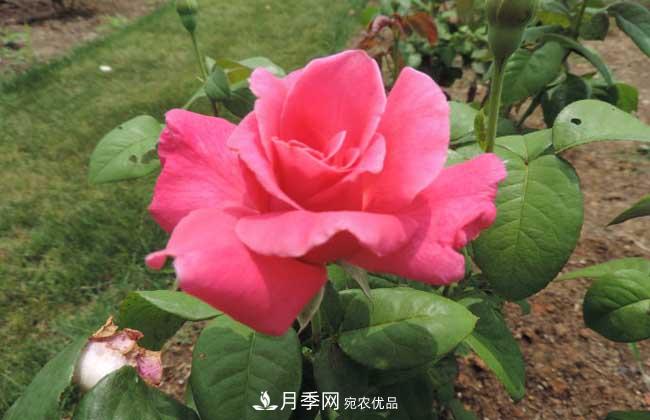 什么樹(shù)可以嫁接月季？南陽(yáng)月季嫁接的好處(圖2)