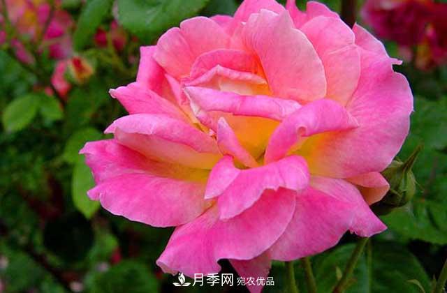 月季花的花語是什么？(圖1)