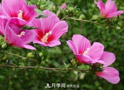 比烈日更潑辣的3種花樹，盛夏燦爛無比，你要養(yǎng)一棵嗎？(圖2)
