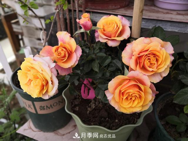 永遠(yuǎn)的艾帕索，零差評(píng)的盆栽月季，很適合陽臺(tái)族(圖1)