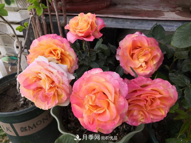 永遠(yuǎn)的艾帕索，零差評(píng)的盆栽月季，很適合陽臺(tái)族(圖2)