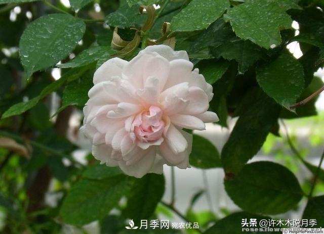 25款純正中國(guó)月季，不比外國(guó)差，今有國(guó)月更比歐月俏(圖9)