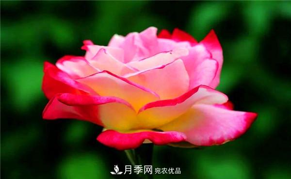 立秋以后，養(yǎng)月季記住3個(gè)“口訣”再迎綻放期(圖2)