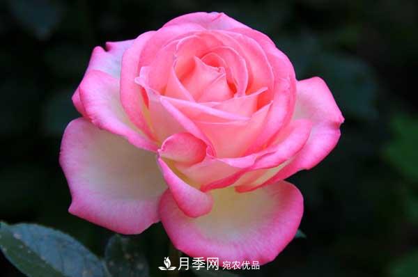 月季美文：月季·中國(guó)(圖1)