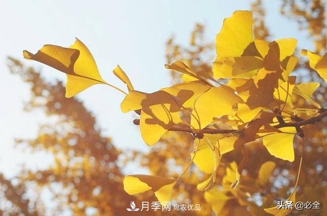 什么樣的觀賞樹種發(fā)展行情更好？(圖1)