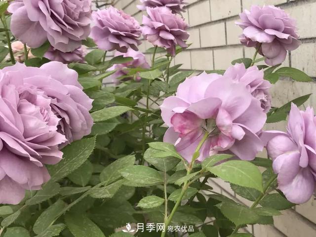 這5款不翻車的月季，誰(shuí)養(yǎng)誰(shuí)知道！附爆盆養(yǎng)護(hù)指南(圖1)