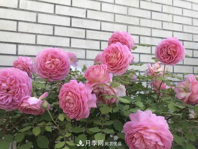 這5款不翻車的月季，誰(shuí)養(yǎng)誰(shuí)知道！附爆盆養(yǎng)護(hù)指南(圖3)