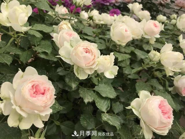 這5款不翻車的月季，誰(shuí)養(yǎng)誰(shuí)知道！附爆盆養(yǎng)護(hù)指南(圖2)