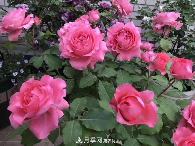 這5款不翻車的月季，誰(shuí)養(yǎng)誰(shuí)知道！附爆盆養(yǎng)護(hù)指南(圖4)