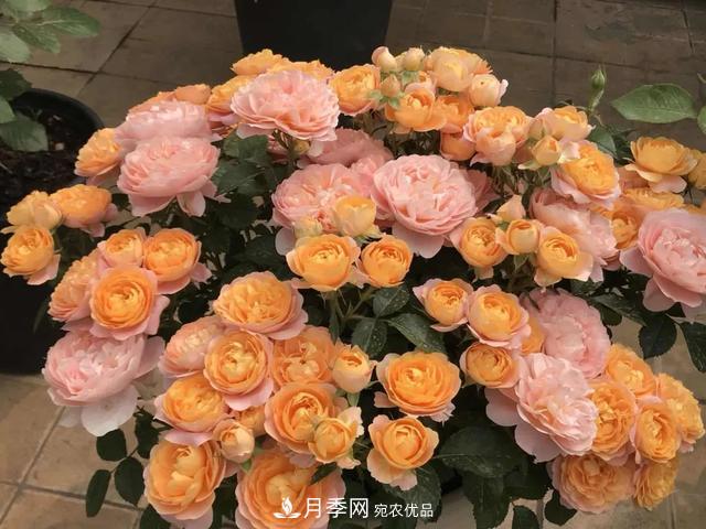 這5款不翻車的月季，誰(shuí)養(yǎng)誰(shuí)知道！附爆盆養(yǎng)護(hù)指南(圖5)