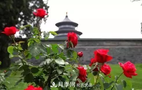 她潛心研究月季，帶領(lǐng)中國月季走向世界，被稱為“月季夫人”(圖5)