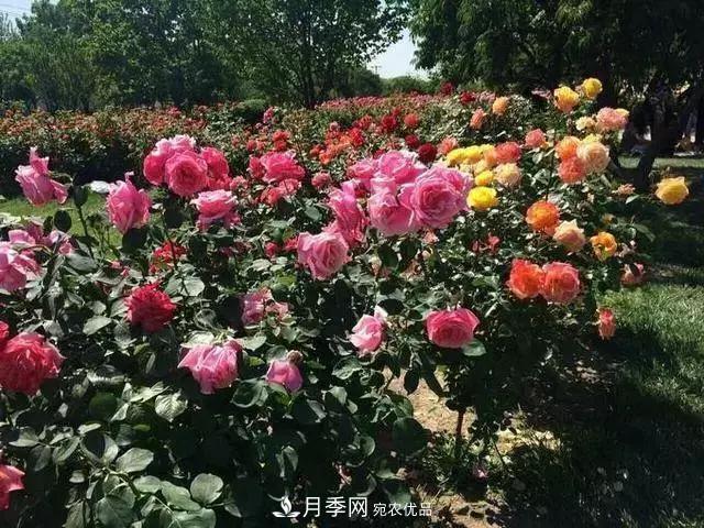 她潛心研究月季，帶領(lǐng)中國月季走向世界，被稱為“月季夫人”(圖6)