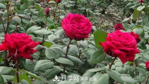 她潛心研究月季，帶領(lǐng)中國月季走向世界，被稱為“月季夫人”(圖8)