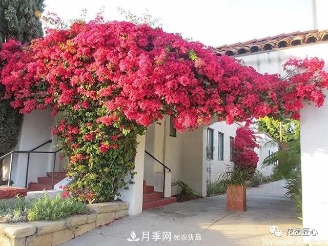 八月月季花卉養(yǎng)護，園丁的打理事宜(圖5)