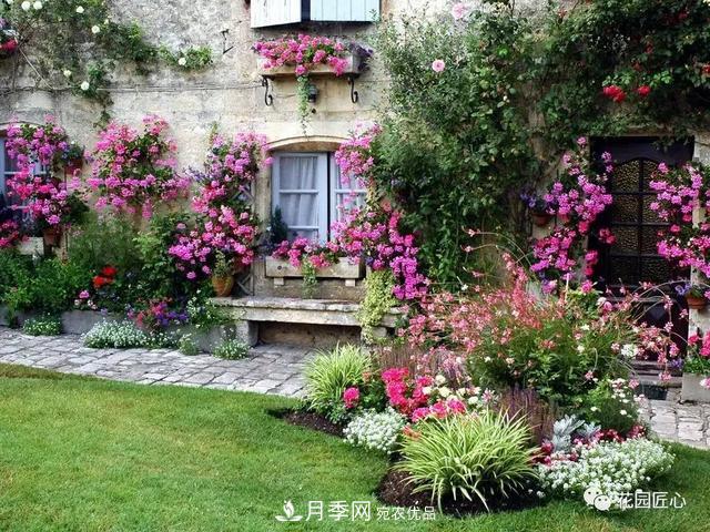 八月月季花卉養(yǎng)護，園丁的打理事宜(圖2)