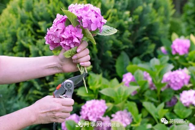 八月月季花卉養(yǎng)護，園丁的打理事宜(圖7)