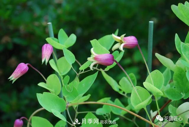 八月月季花卉養(yǎng)護，園丁的打理事宜(圖8)