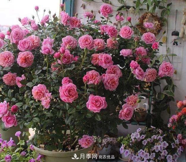 八月月季花卉養(yǎng)護，園丁的打理事宜(圖9)