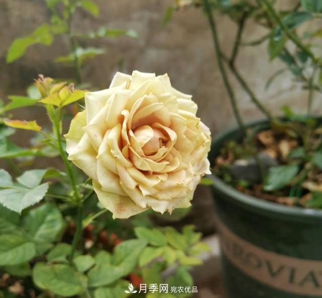 月季橫拉一個(gè)月了，就是不出粗筍，怎么辦？(圖1)