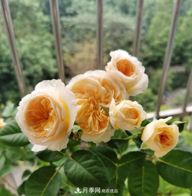 月季橫拉一個(gè)月了，就是不出粗筍，怎么辦？(圖5)