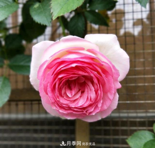 月季橫拉一個(gè)月了，就是不出粗筍，怎么辦？(圖3)