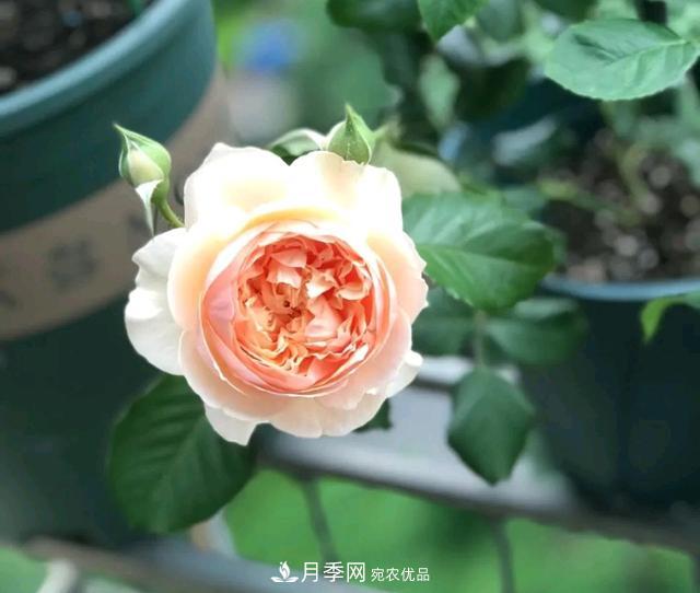 月季橫拉一個(gè)月了，就是不出粗筍，怎么辦？(圖4)