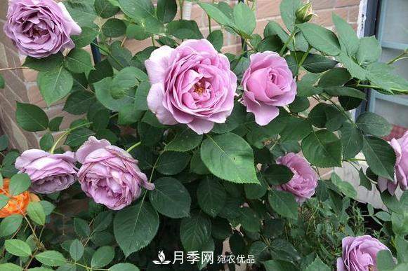 立秋后盆栽月季想要9、10月正常開花，注意此4點(圖2)