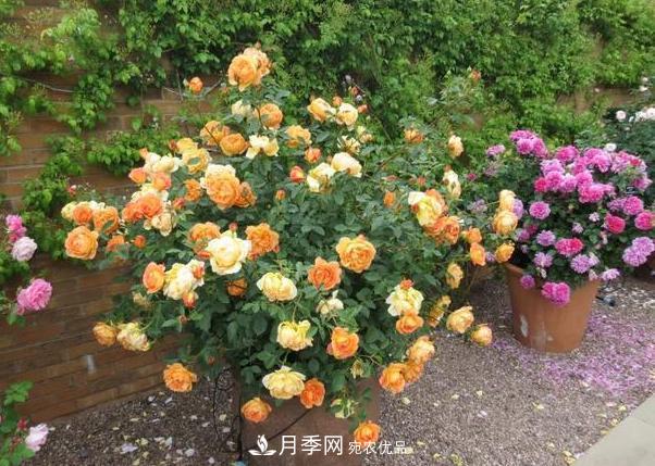 立秋后盆栽月季想要9、10月正常開花，注意此4點(圖3)